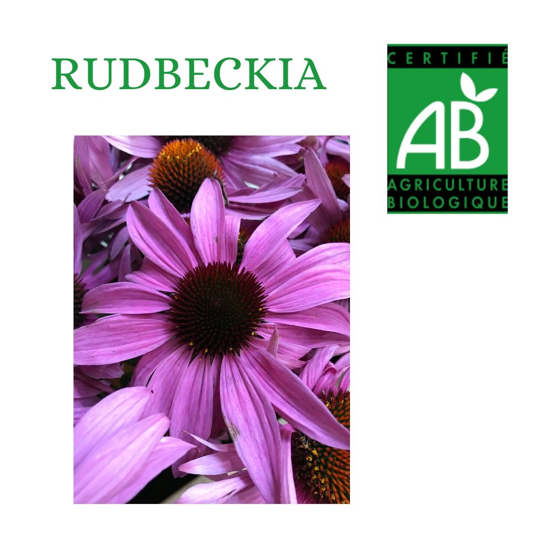 RUDBECKIA PRODUCTION BIO